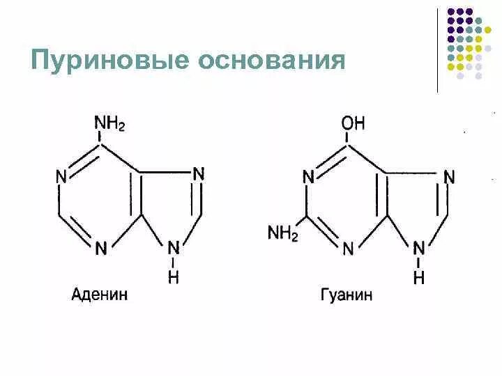 Гуаниновый нуклеотид. Пуриновые нуклеозиды и нуклеотиды.. Пуриновые и пиримидиновые нуклеозиды. Пуриновые и пиримидиновые нуклеотиды. Пуриновые и пиримидиновые нуклеозиды и нуклеотиды.