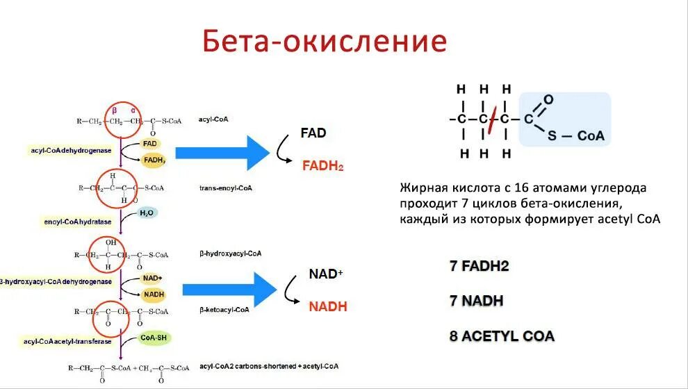 схема b окисления жирных кислот. бета окисление биохимия. схема β-окисления высших жирных кислот. бета окисление биохимия. бета окисление жирных кислот 2 этап.