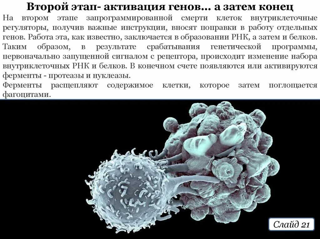 Апоптоз. Апоптоз клетки. Апоптоз под микроскопом. Апоптоз иммунных клеток. Содержит ферменты осуществляющие апоптоз