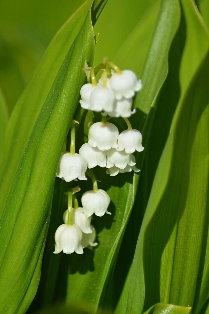 Цветы ландыши. Покажи картинку ландыша. Соцветие ландыша. Цветы ландыши. Покажи картинку ландыша.