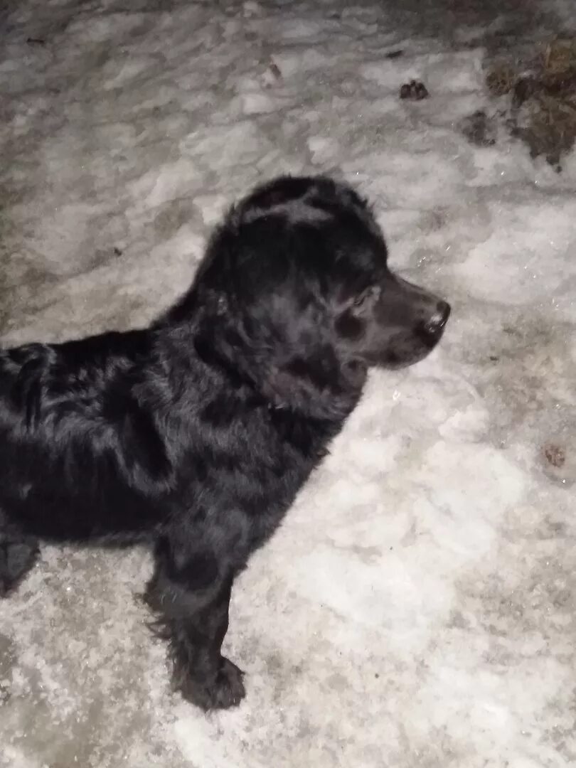 Русский охотничий спаниель с некупированным хвостом. Некупированный кокер спаниель. Кокер спаниель с хвостом. Русский охотничий спаниель не купированный. Американский кокер спаниель с хвостом.