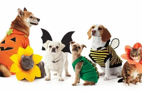 Pet варианты
