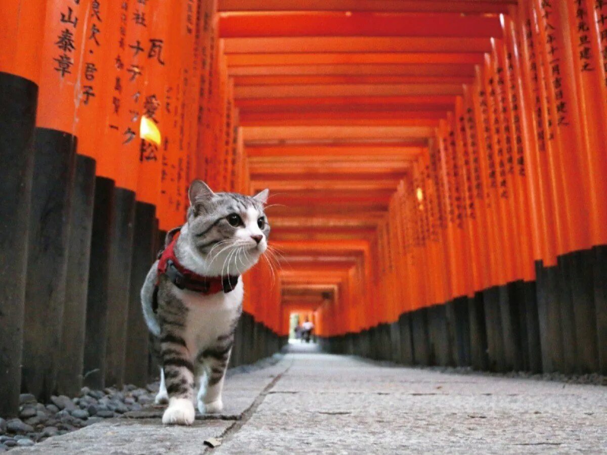 Фотографии японских кошек. Кошки в Японии. Японский кот. Китайская кошка. Котэ японский.
