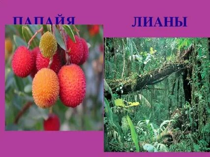 Растение южной америки является