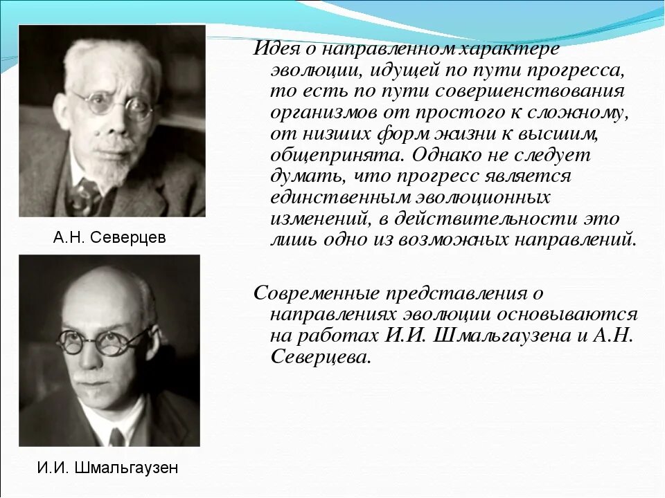 Северцов вклад в биологию. Шмальгаузен теория. северцов и шмальгаузен. шмальгаузен вклад в биологию.