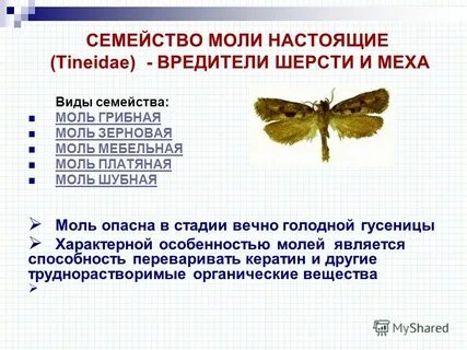 Типы моли