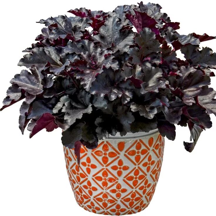 Гейхера блэк перл. Гейхера heuchera black pearl. гейхера black pearl (блэк перл). гейхера гибридная &#039;black pearl&#039;. гейхера гибридная блэк перл.