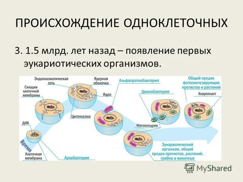 Законы развития организмов