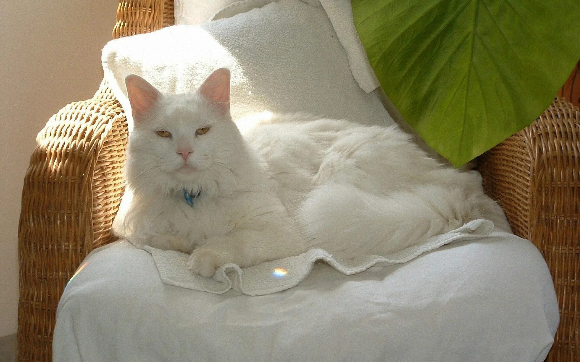 Старая белая кошка. Мейн кун белый. Кошка белая. Подушка котик. Кот на диване.