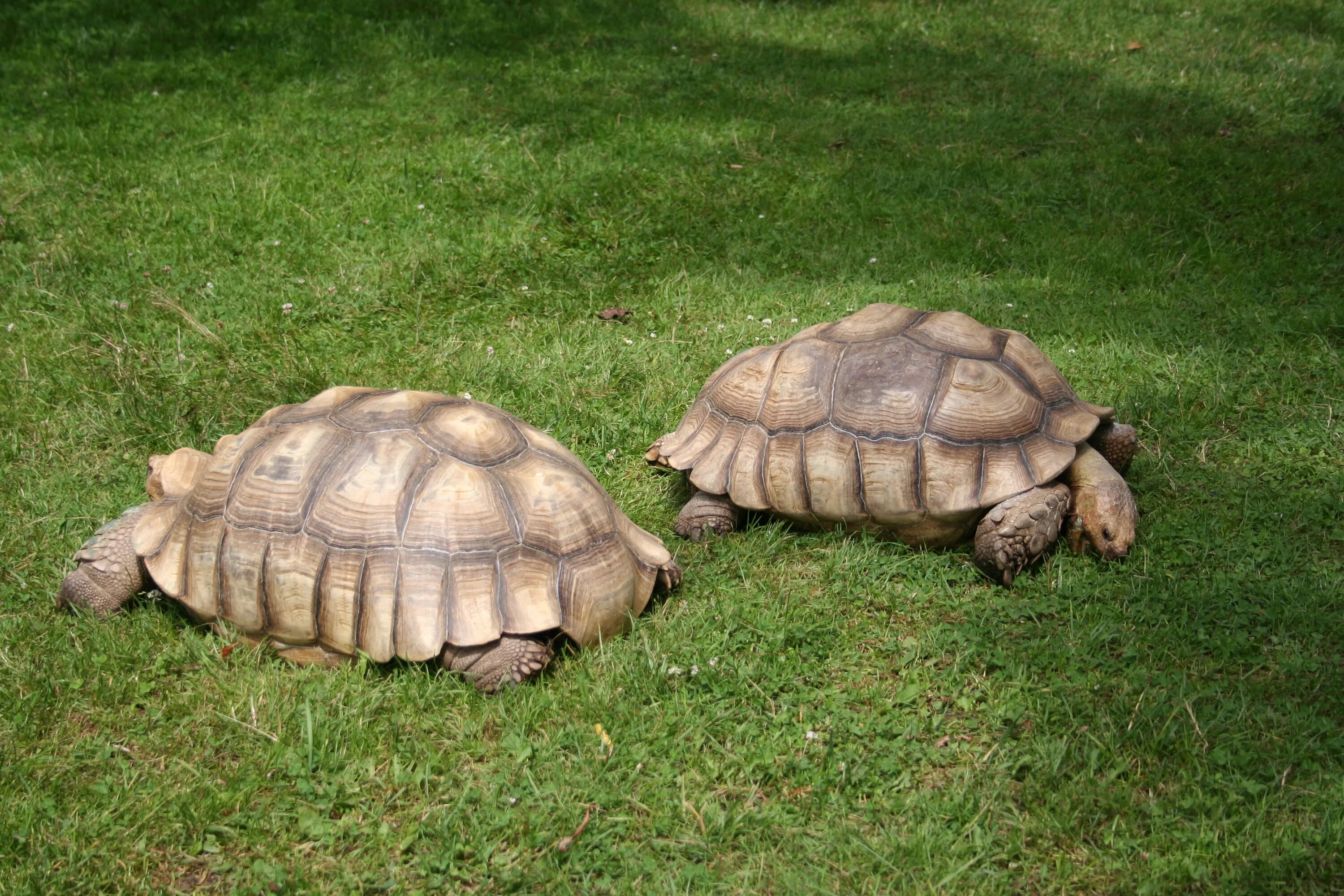 Черепахи тоже. Африканская шпороносная черепаха. geochelone sulcata. сульката черепаха. шпороносная черепаха сухопутные черепахи.
