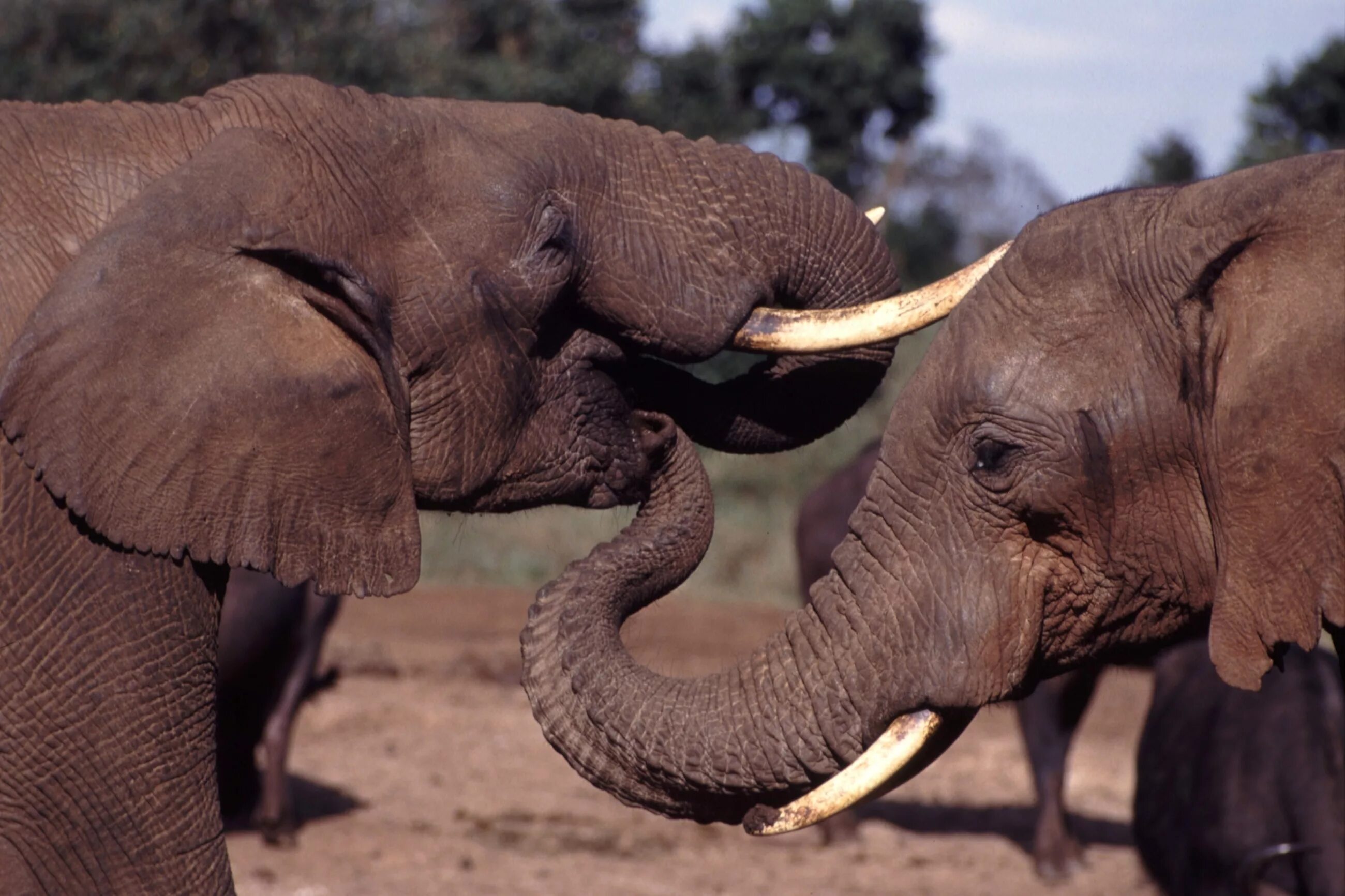 Elephant tusks. Бивни африканского слона. Хобот и бивни слона. Бивни хоботных. Слоновий бивень.