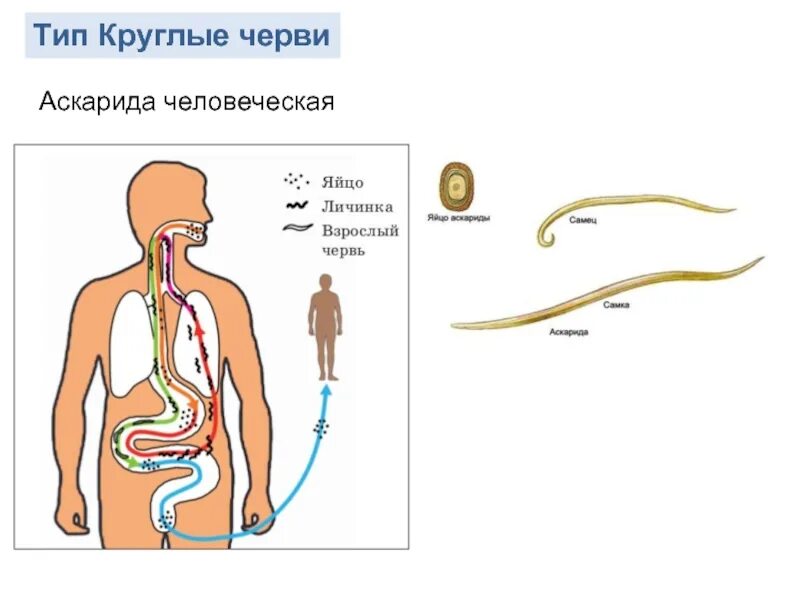 Человеческой аскаридой и человеком. Человеческая аскарида Тип. Круглые черви аскарида человеческая. Человеческая аскарида Тип червей. Схема развития аскариды.