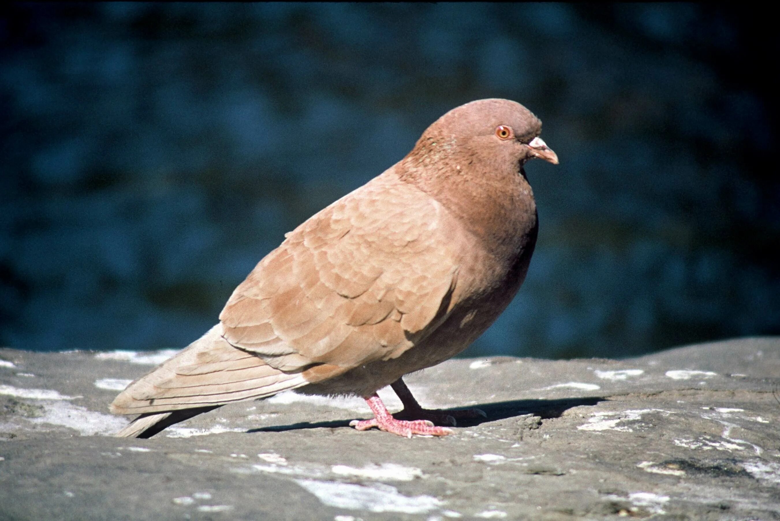 Окрас голубей фото. Окрас Сизых голубей. Rock dove. Голубь окраса селезня. Голубь без окраса.