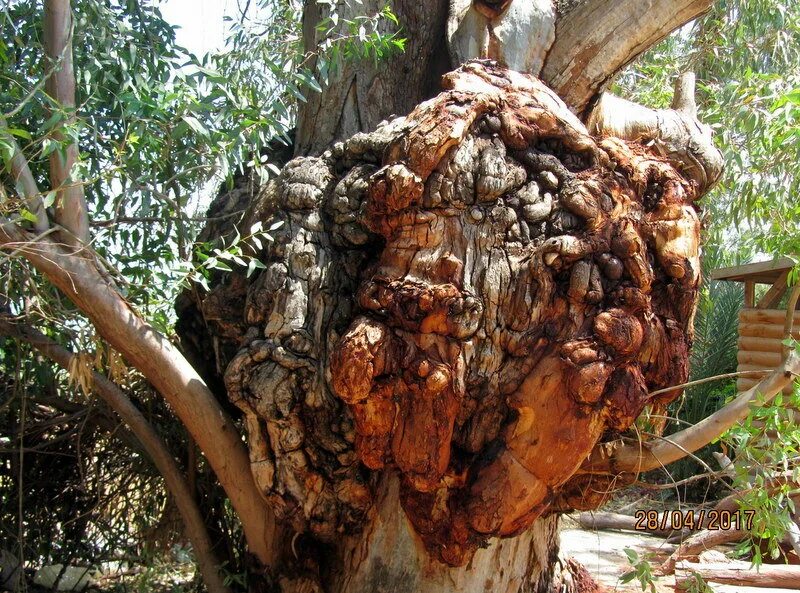 нарост на дереве 3. каповый нарост на березе. капа нарост на дереве. нарост на березе сувель. сувель лиственницы.