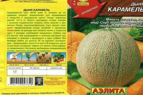 Дыня карамелька