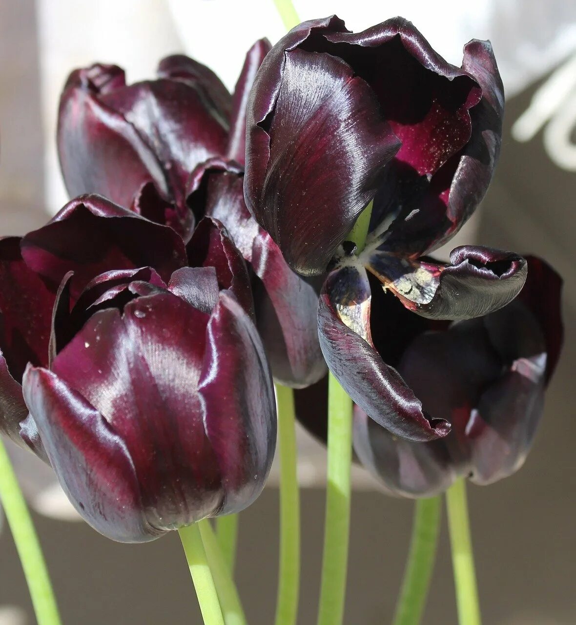 тюльпан квинсдей. тюльпан мистик ван эйк. бархатные тюльпаны. Taja chi тюльпан. тюльпан sissi.