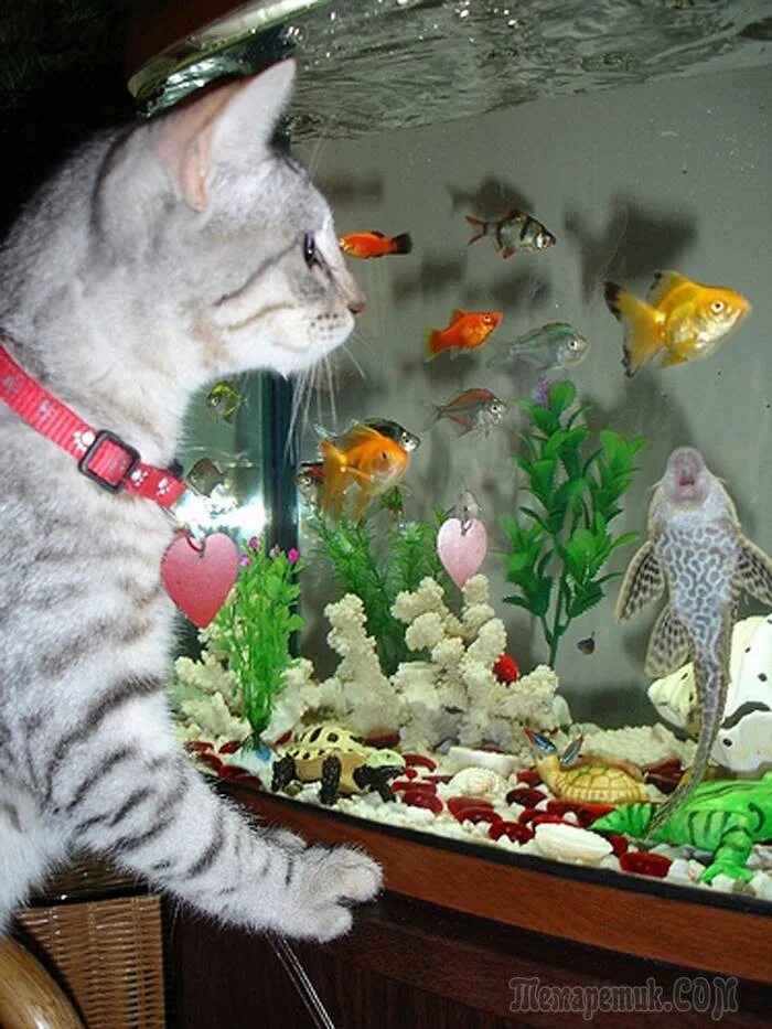 Сколько живут рыбки в домашних условиях. Рыбки для аквариума. Домашние животные рыбки. Аквариум с кошкой. Кот и рыбка в аквариуме.