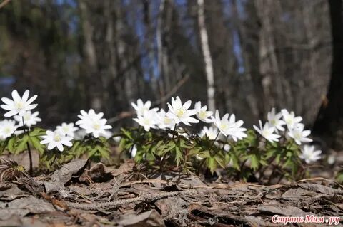 Подснежники на урале