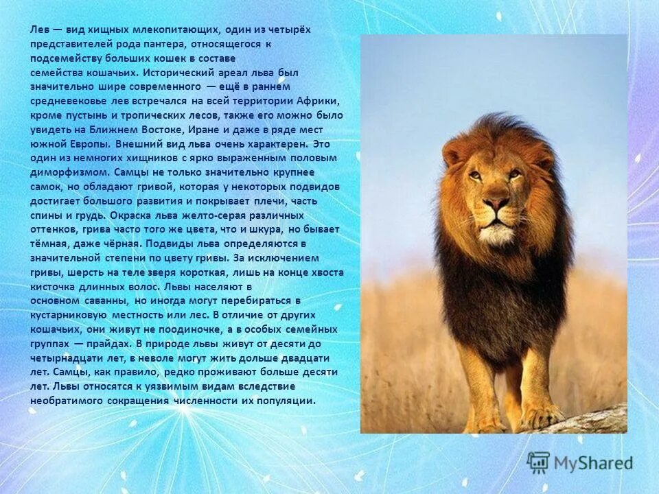 Рассказ о животном и человеке 3 класс. Рассказ про Льва. Описание Льва. Проект про Льва. Доклад про Львов.