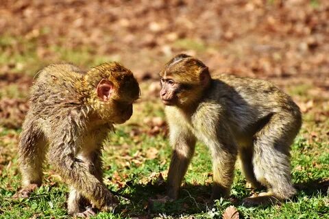 Monkeys partners