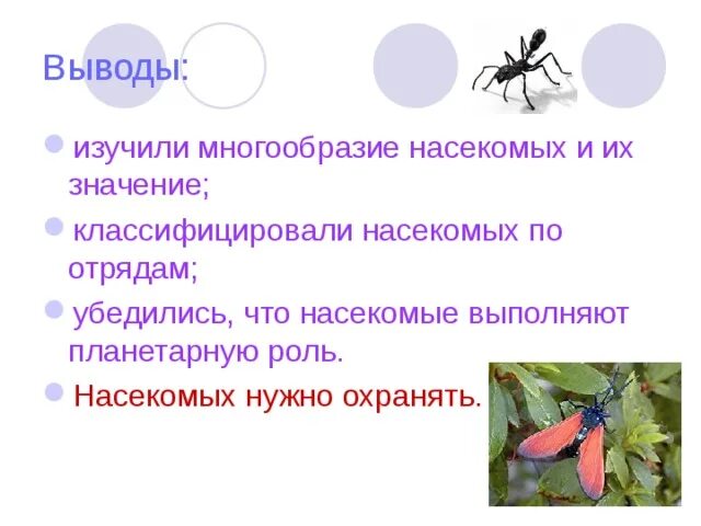 Многообразие насекомых. Многообразие насекомых в природе. Многообразие насекомых значение насекомых.