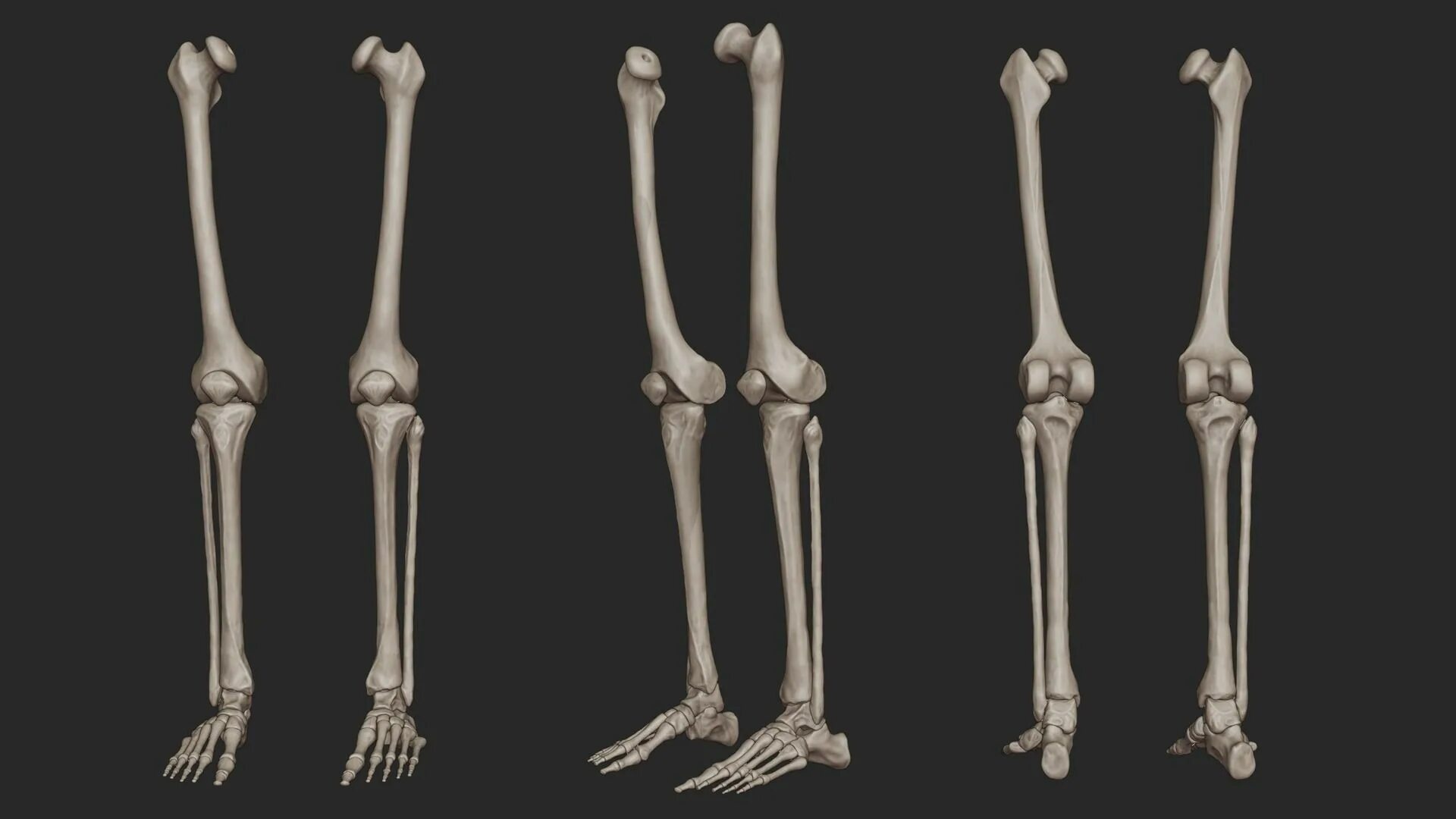 Скелет ноги. Ноги скелета референс. Скелет ноги человека. Скелет стопы.