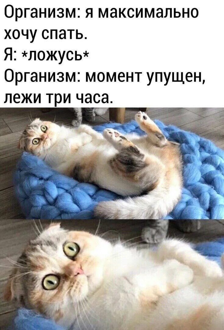 Пытаюсь ложиться спать. Хочу спать. юмор про сон. хочется спать картинки. хочу спать прикол.