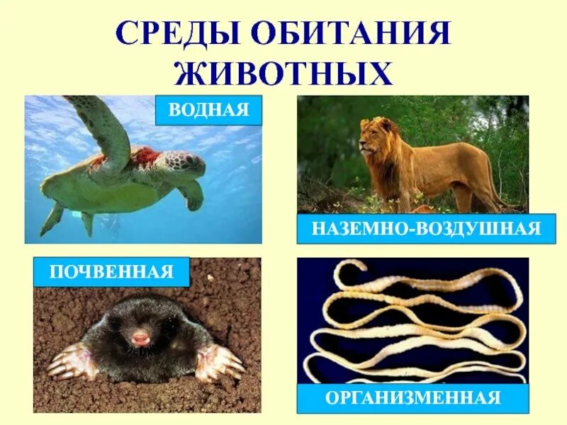 Особенности обитания животных. Среды обитания животных. среда. обитатели разных сред обитания. обитатели организменной среды.