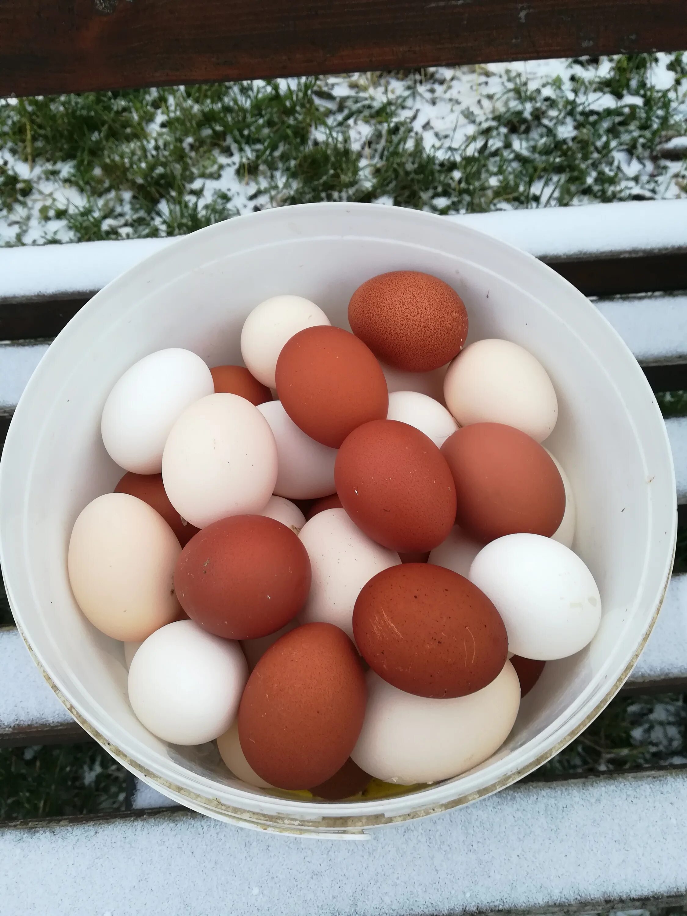Куры вельзумер яйца. Яйца снегиря. Вельзумер цвет яйца.