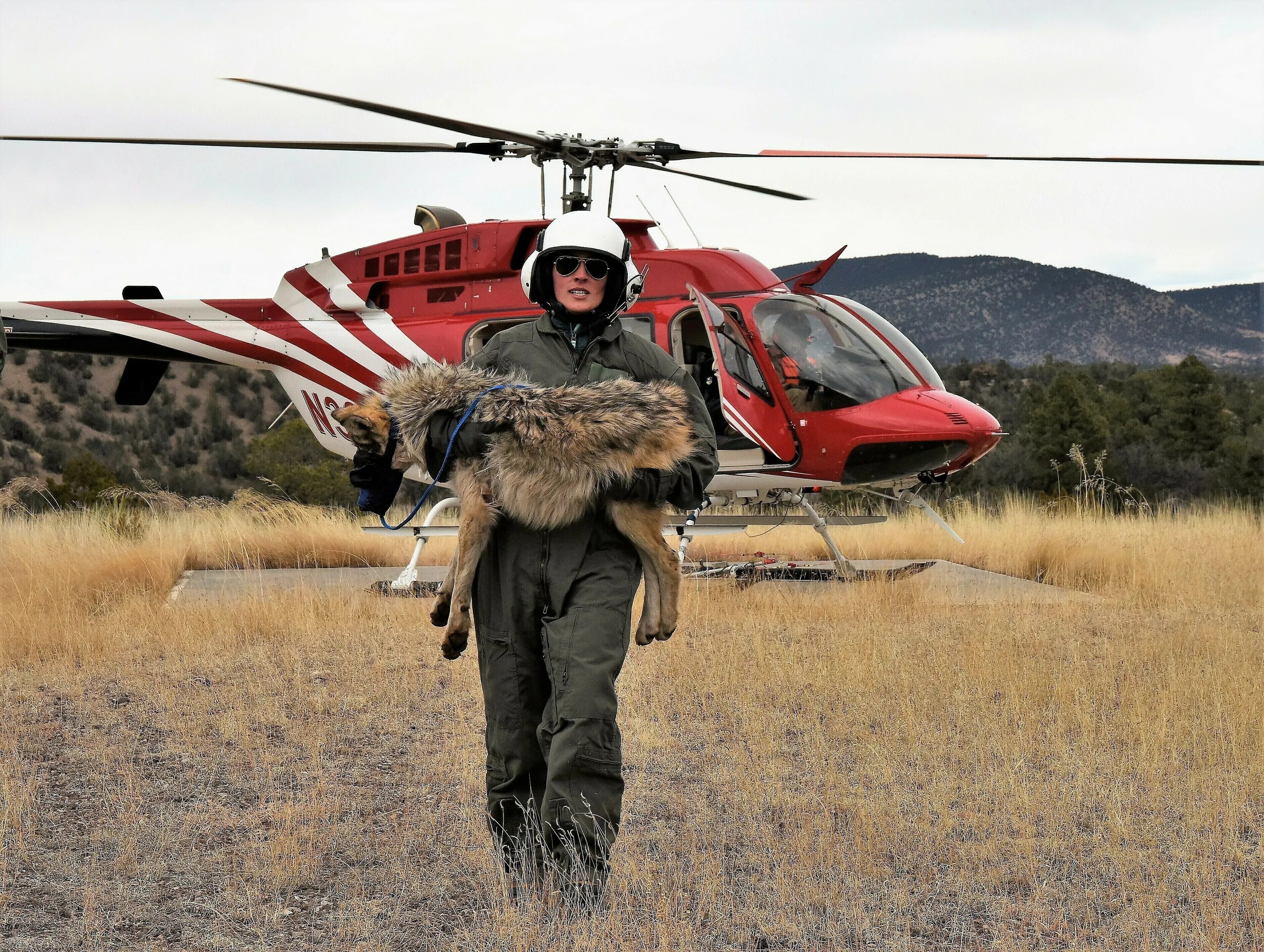 Американский волк. Волк на вертолете смешные картинки. Wildlife Management. Us wildlife