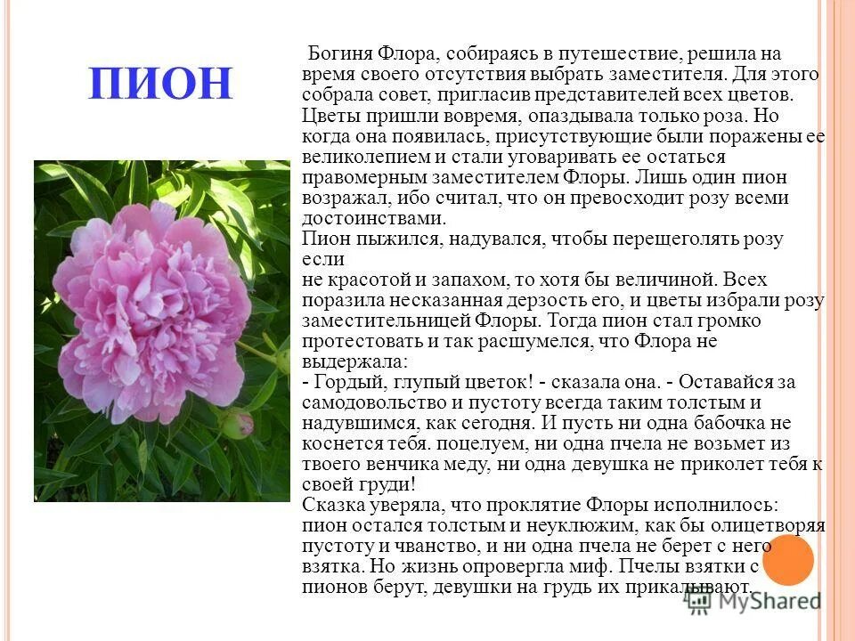 Текст описание про цветок. Пион характеристика растения. Описание цветов. Кратко о пионе. Описание цветка пиона.