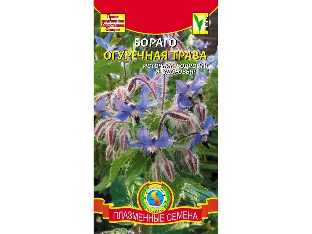 Огуречник медонос. Огуречная трава семена. Огуречная трава семена. Огуречник растение. Огуречная трава бораго белоснежка.