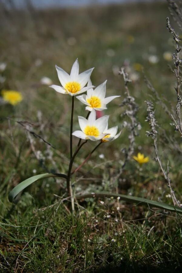 Tulipa biflora. Тюльпан двуцветковый интересные факты. Тюльпан двуцветковый Астраханская область.