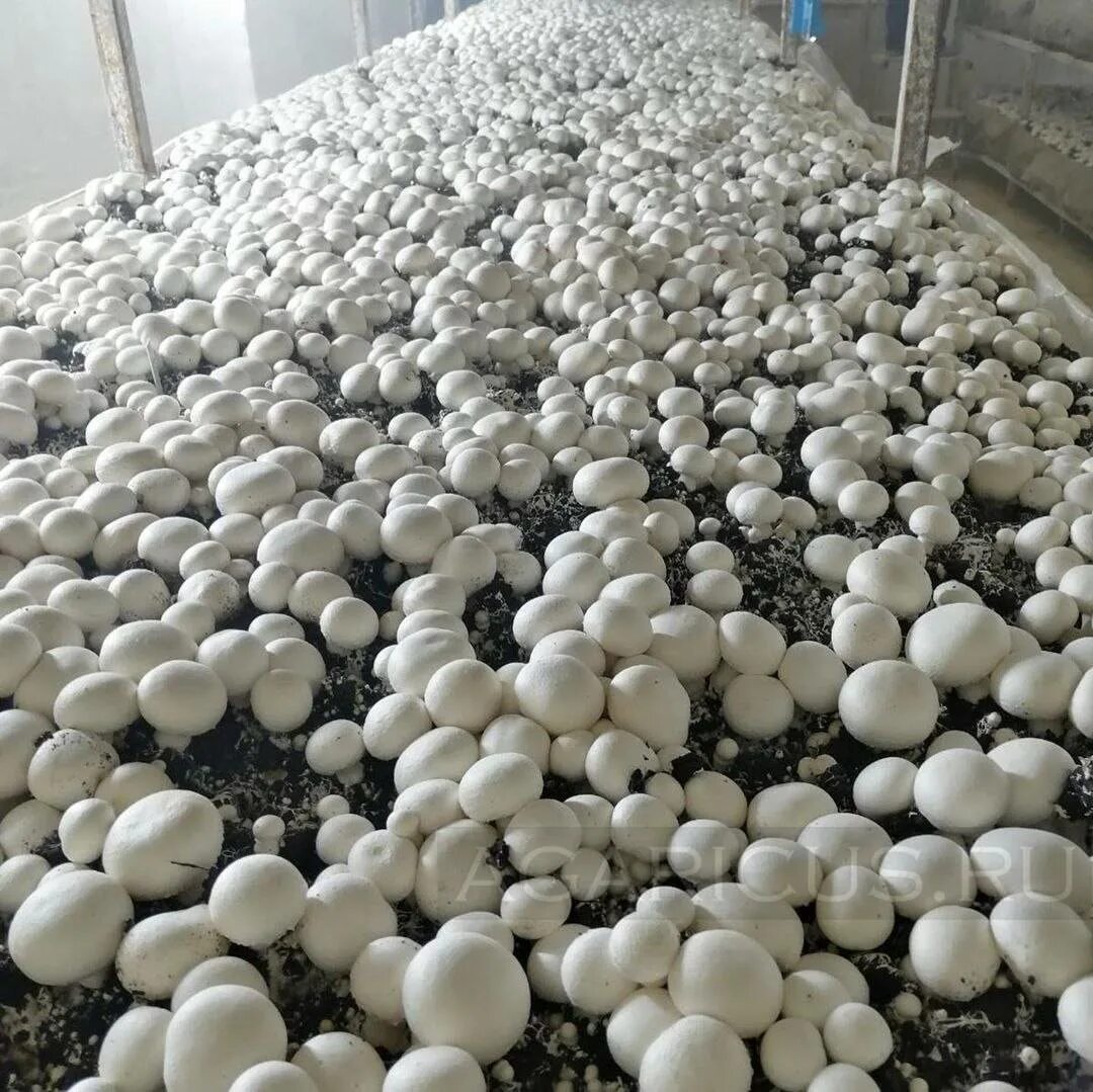 Грибная ферма шампиньоны. Шампиньон лесной мицелий. Грибы шампиньоны на ферме. Грибная ферма шампиньоны. Грибная ферма шампиньоны.