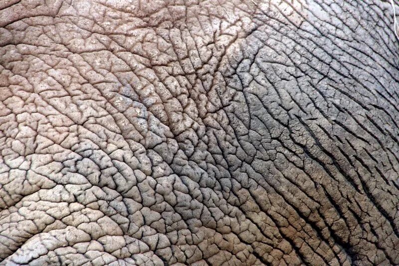 Какого цвета кожа слонов. Текстура кожи. Слоновья кожа. Шкура слона. Текстура человеческой кожи.