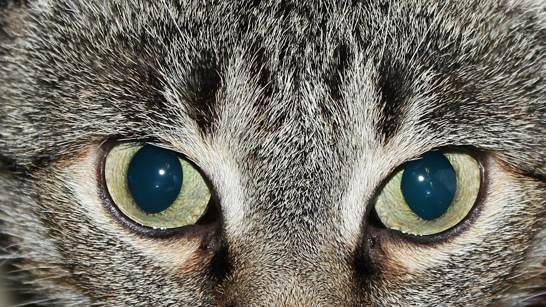 Глаз млекопитающего крупно. Зрачок. Необычные глаза животных. Кошачий глаз. Кошка крупным планом.