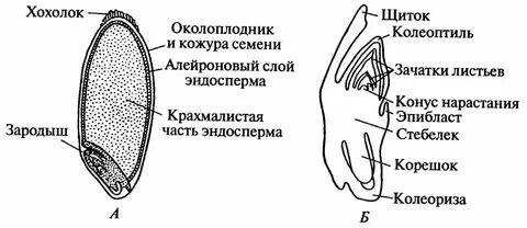 Зародыша злаков