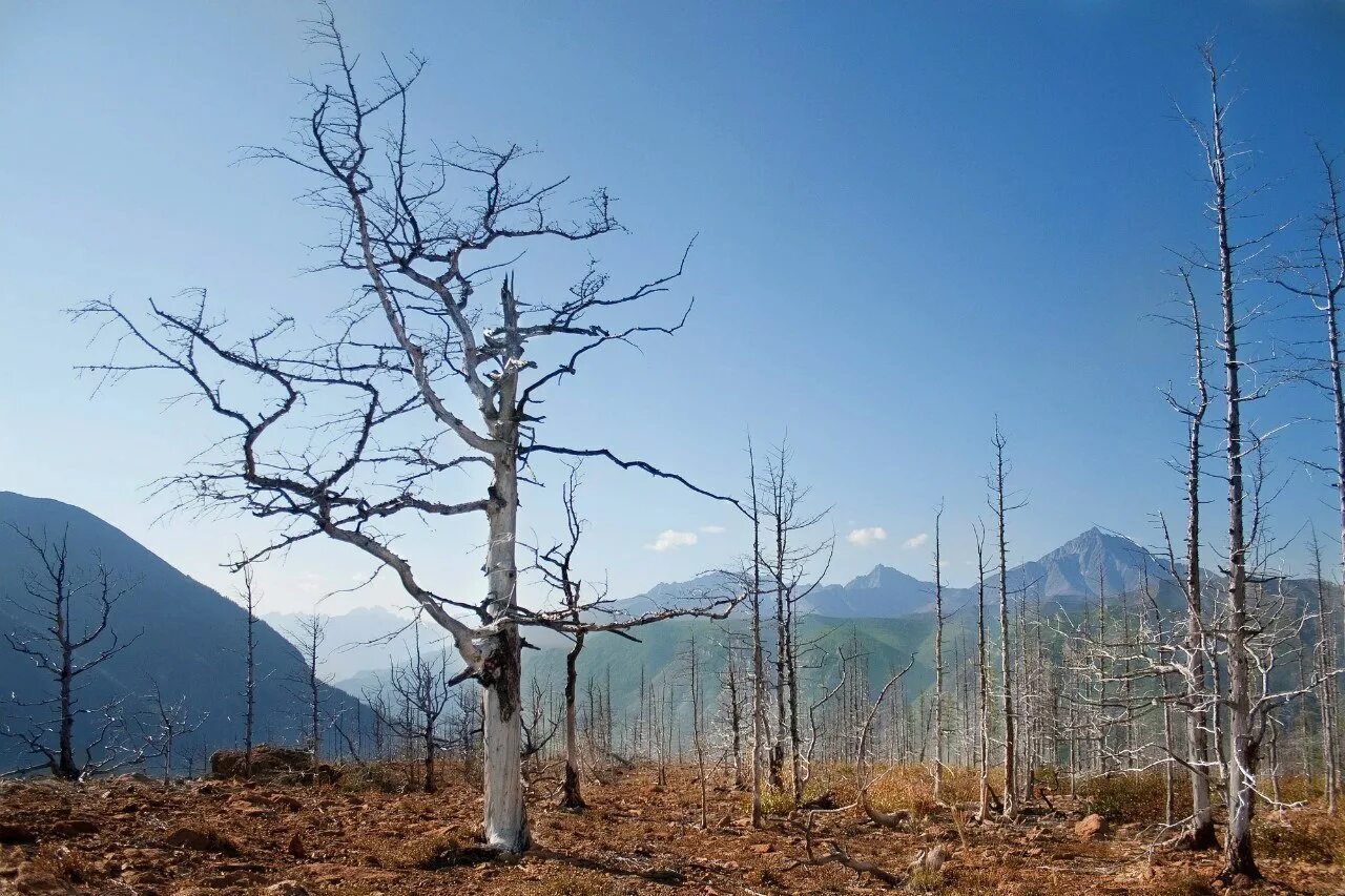 деревья забайкалья