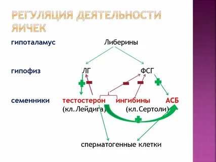 Гипоталамус яичек