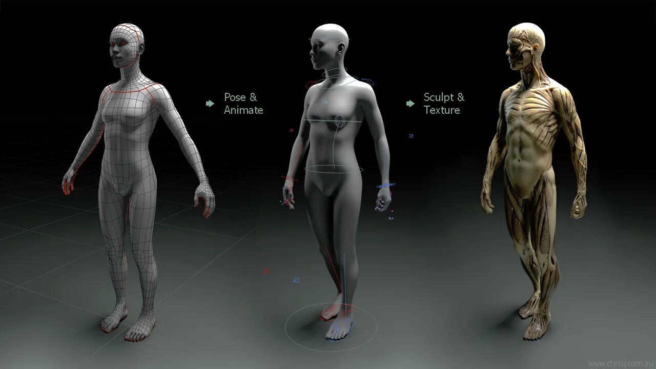 Basic human. Blender Universal Human body Rig. Human Rigged model Blender. Base Human Rig Blender. Rigging body Human.