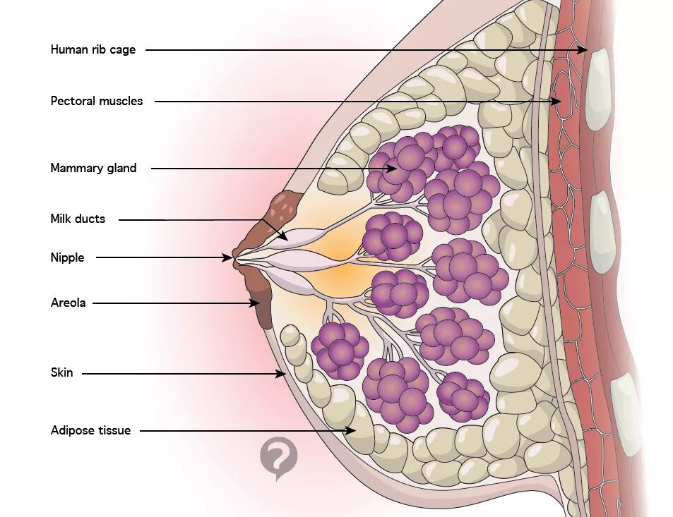 Как называют женскую железу. Молочная железа Ареола анатомия. Анатомия протоков молочной железы. Строение молочной железы анатомия. Послойное строение молочной железы.