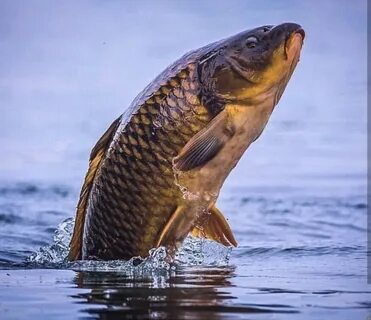 Dayo competition carp