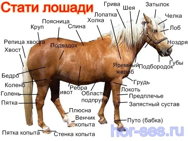 Как называется профессия где лошади. Анатомия лошади названия частей тела. Круп лошади. Строение лошади. Части лошади названия.