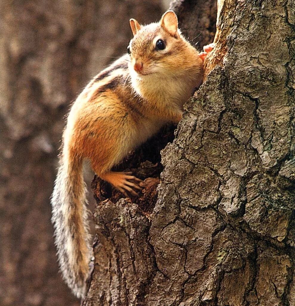 Восточный бурундук (Tamias striatus). Рыжехвостый бурундук. Рыжий бурундук. Бурундук на дереве.