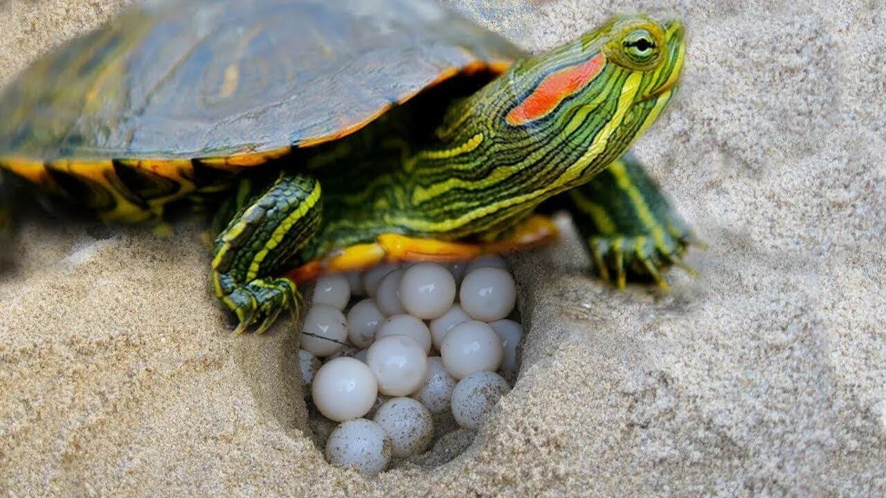 Красноухая черепаха каких размеров. Красноухая черепаха. Черепаха красноухая черепаха. Морская черепаха красноухая. Черепаха водная красноухая.