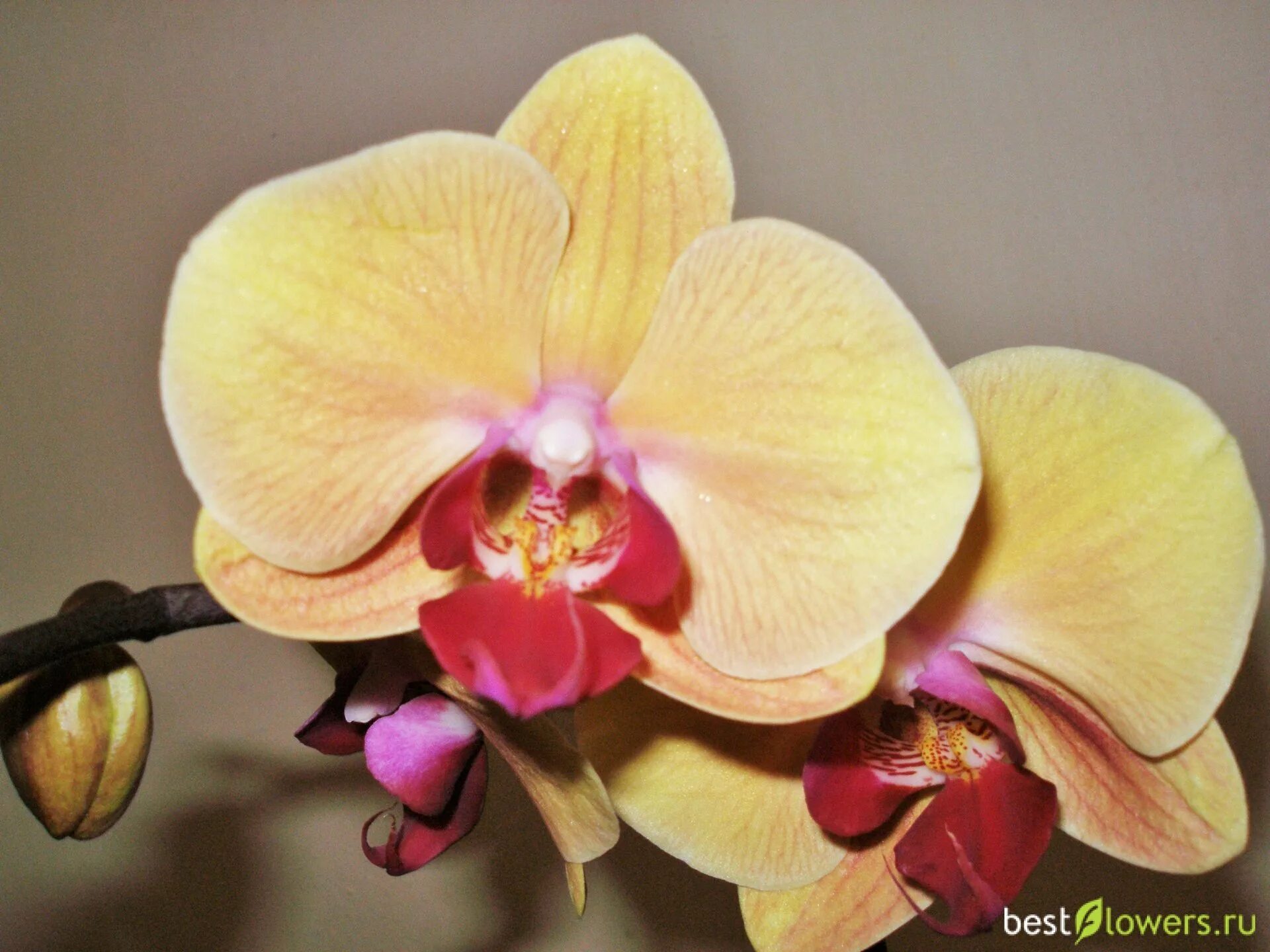 Орхидея Phalaenopsis Dream Glory (отцвел)