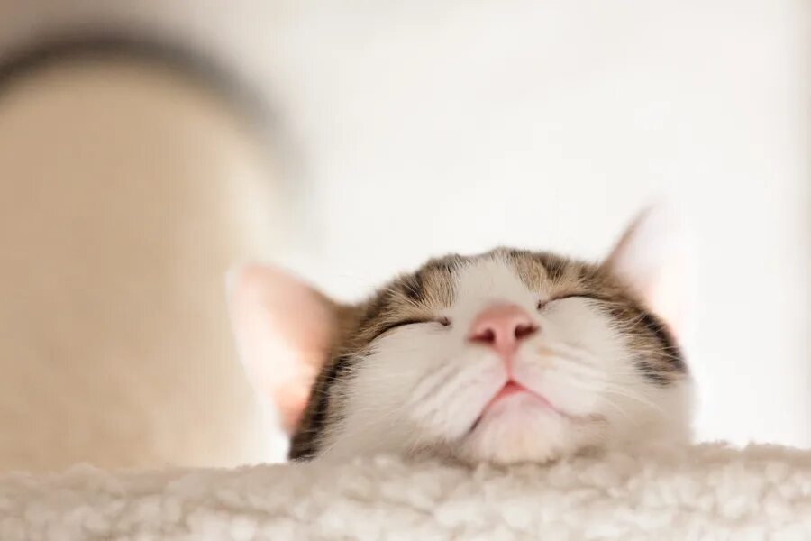 Кот задумчивый. Котик задумался. Кошка мечтает. Кошка мечтает. Кошка кася.