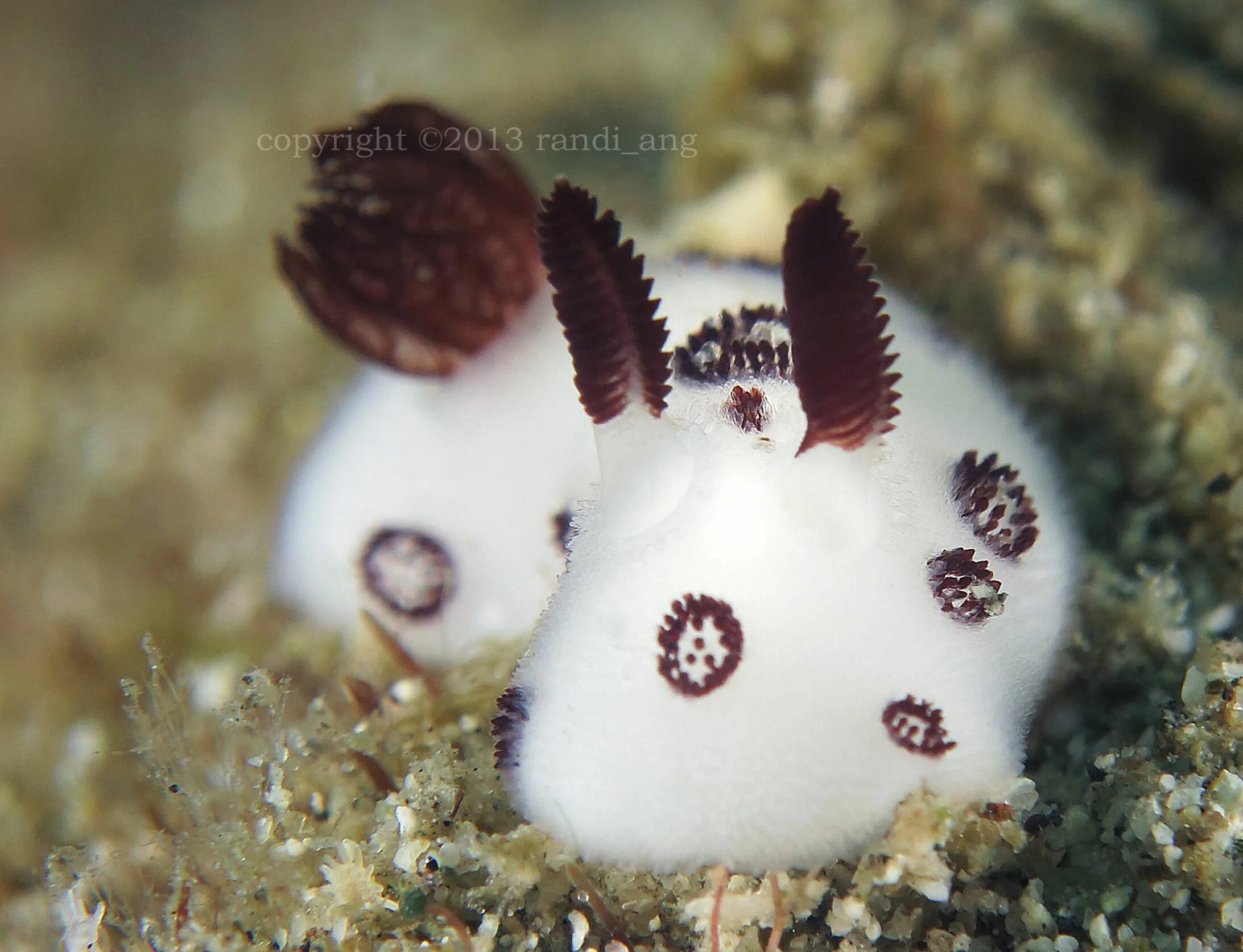 Морской кролик домашний. Jorunna Funebris. Морской СЛИЗНЯК Jorunna. Морской заяц СЛИЗЕНЬ. Морской кролик СЛИЗЕНЬ.