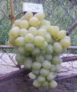 Виноград песня