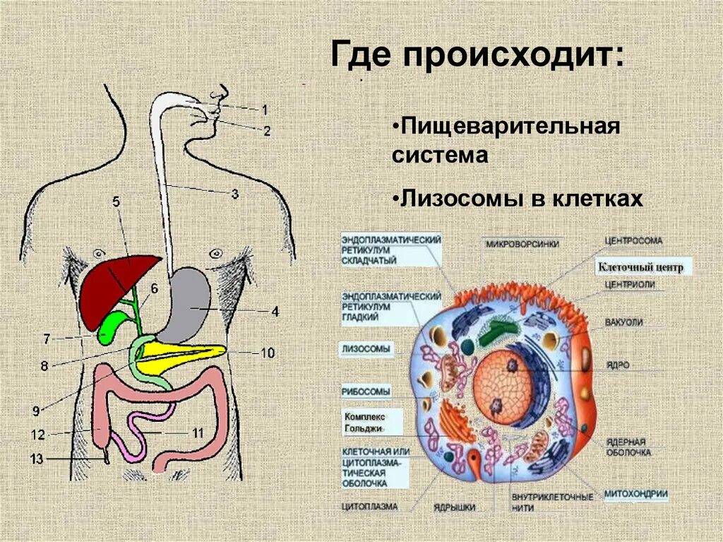 Происходит в три этапа. Где происходит энергетический обмен. Этапы пищеварения. Где происходит пищеварение. Этапы пищеварительной системы.